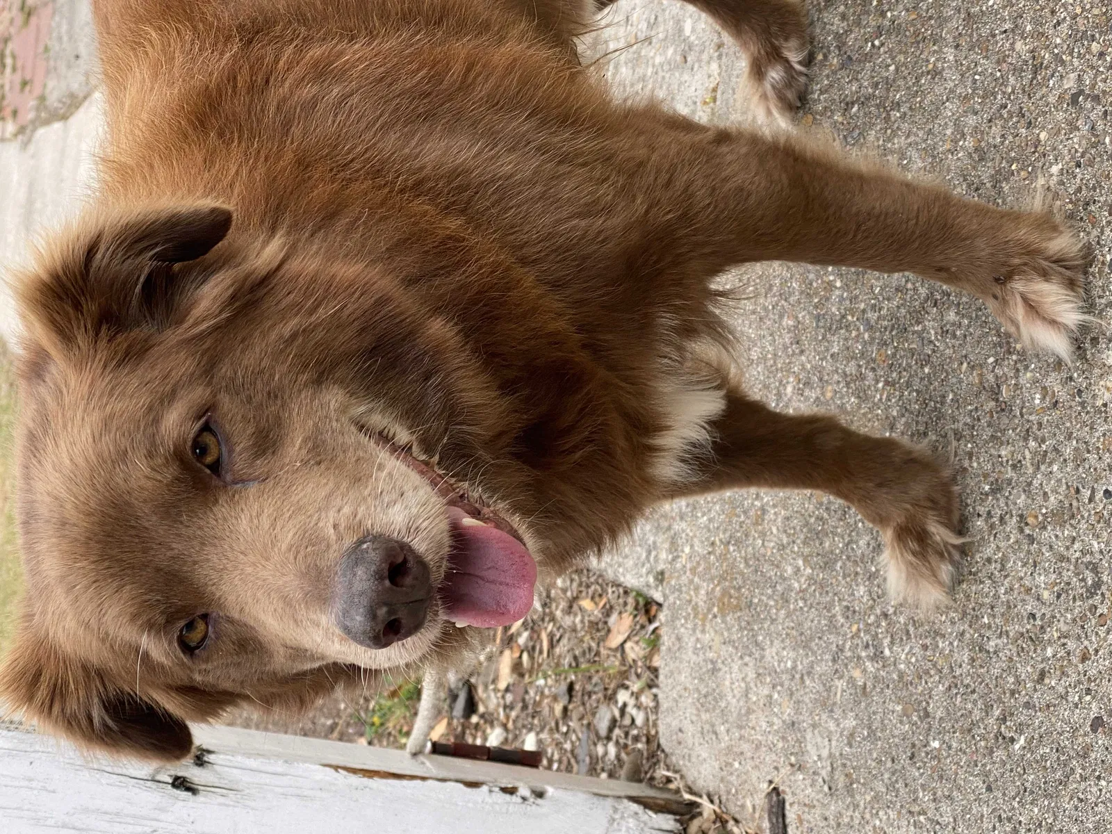 Found dog in Corpus Christi, TX, 78410