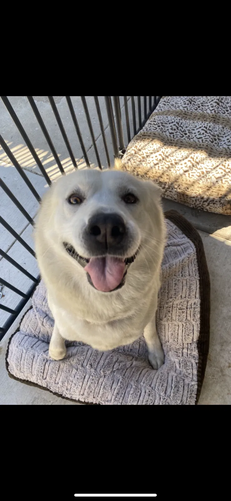 Lost dog in El Monte, CA, 91731