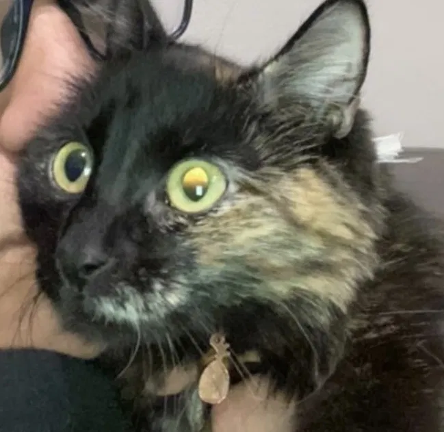 Lost cat in Albuquerque, NM, 87121