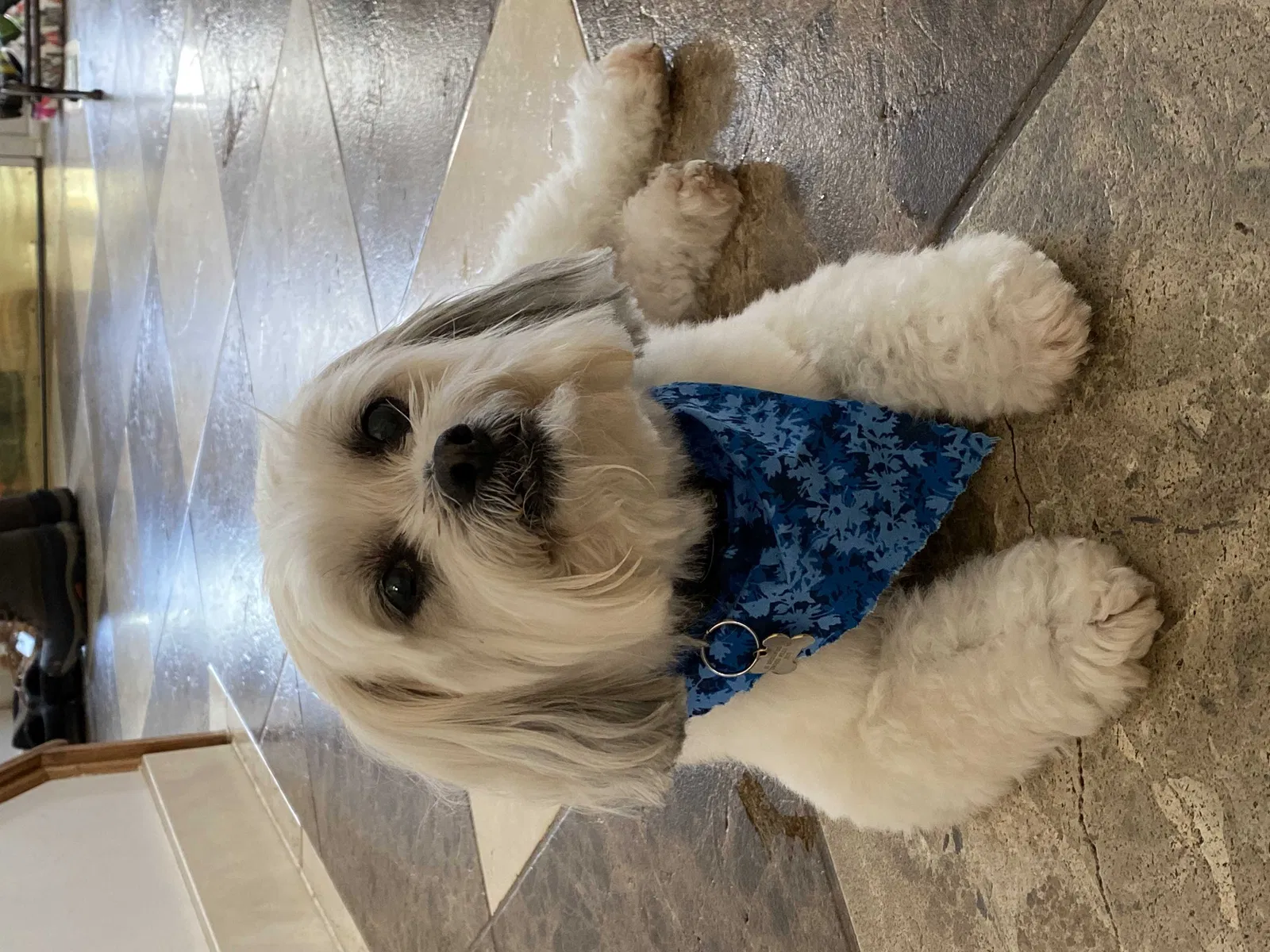 Lost dog in Owings Mills, MD, 21117