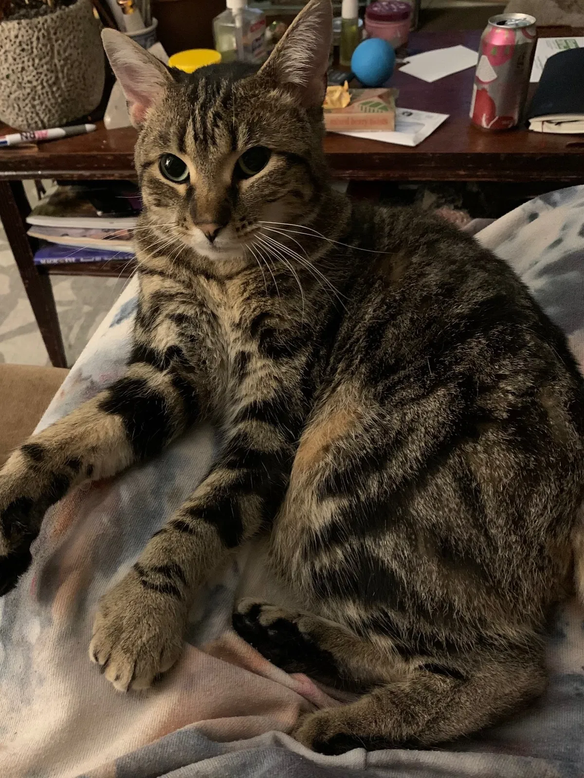 Lost cat in Portland, OR, 97203