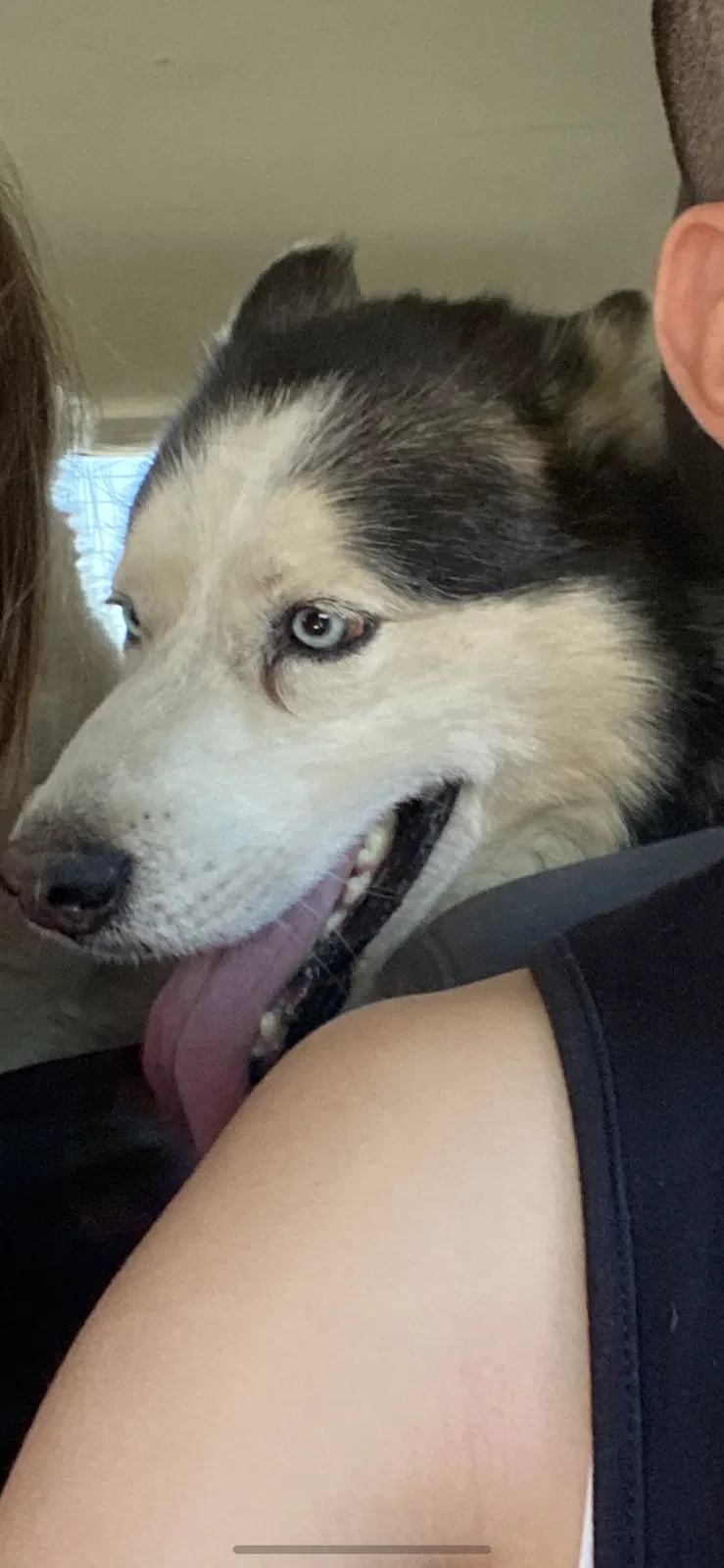 Lost dog in El Monte, CA, 91731