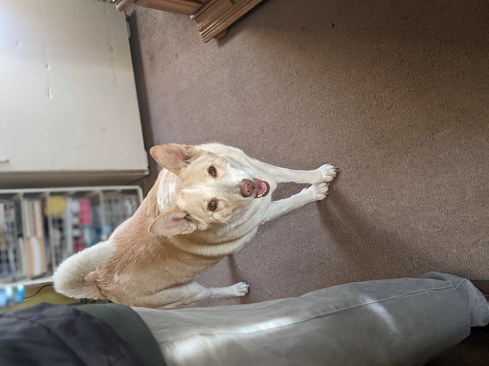 Lost dog in Fort Worth, TX, 76104