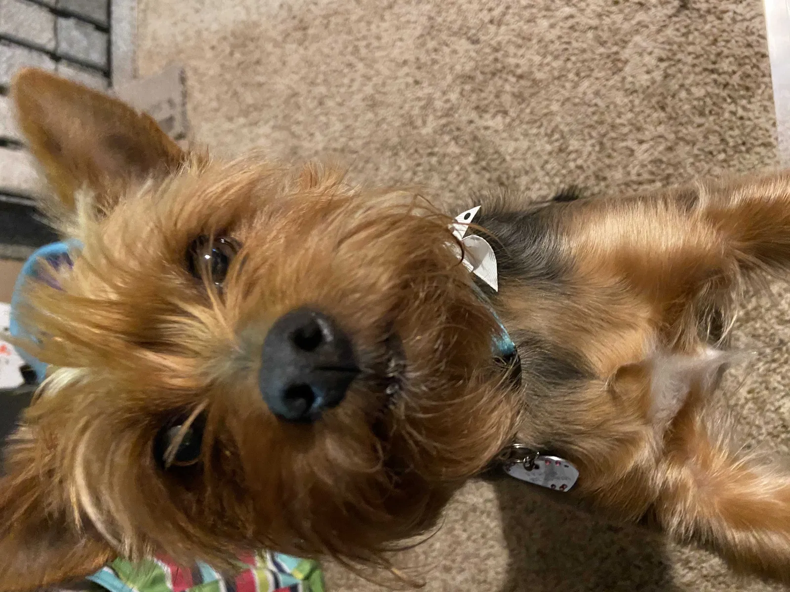 Lost dog in Hooper, NE, 68031