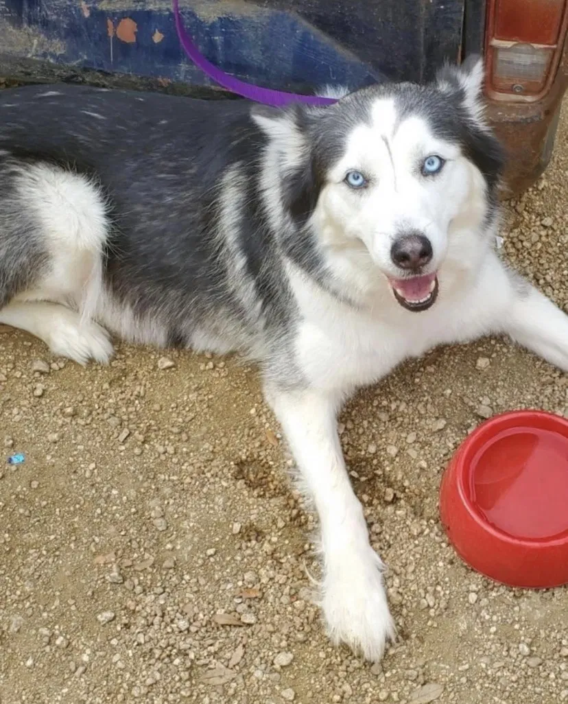 Lost dog in Baytown, TX, 77521