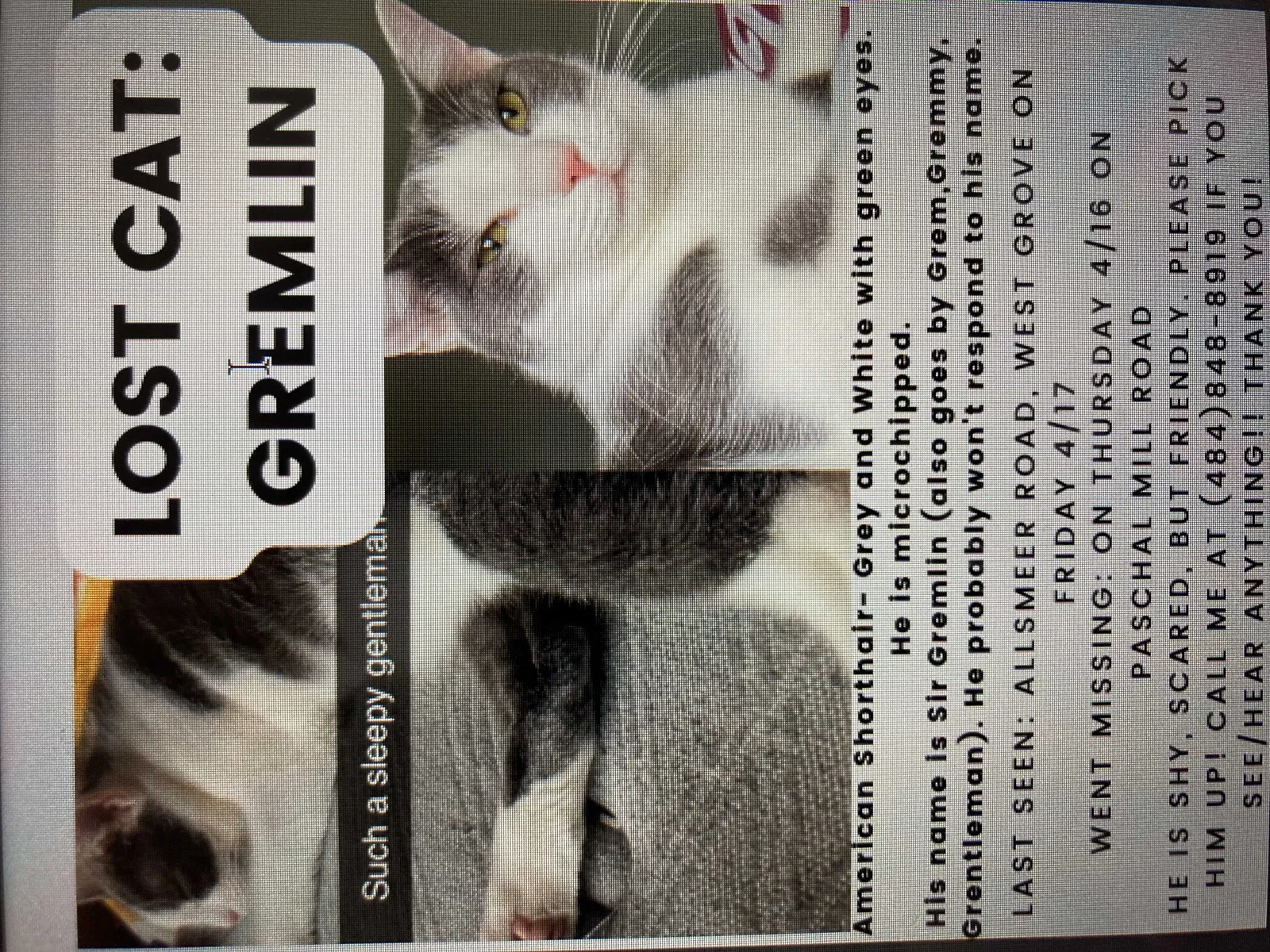 Lost cat in Lincoln University, PA, 19352