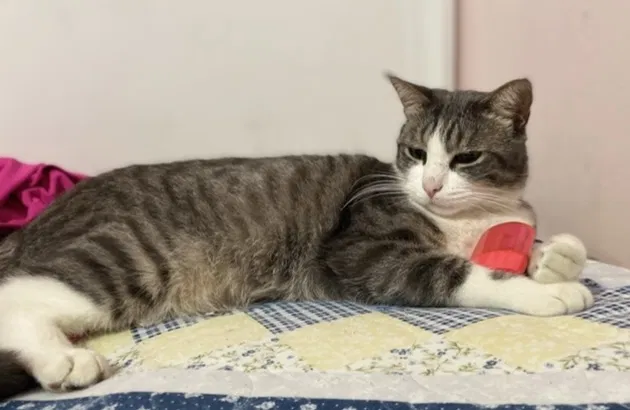 Lost cat in Los Angeles, CA, 90001