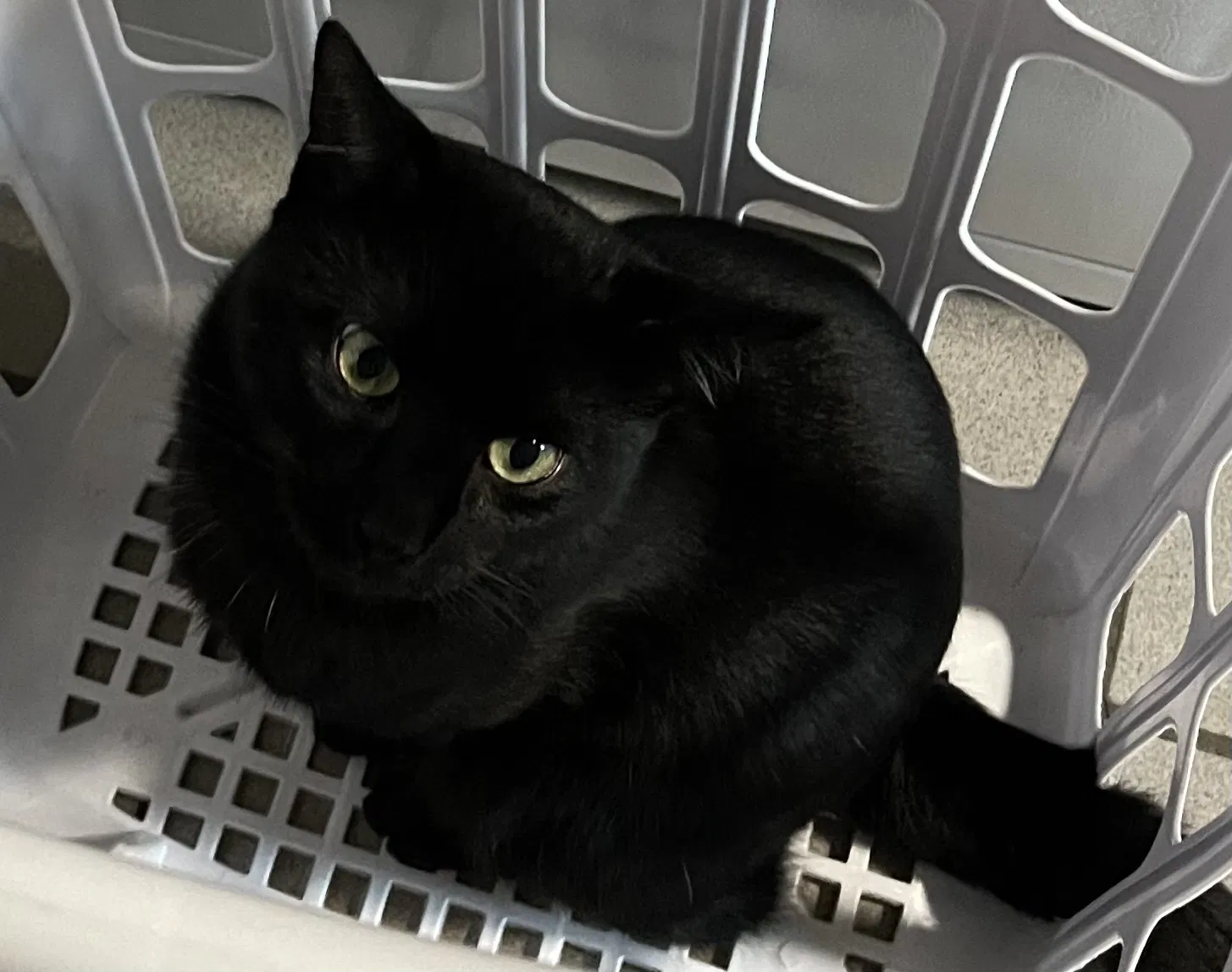 Lost cat in Fredericksburg, VA, 22408