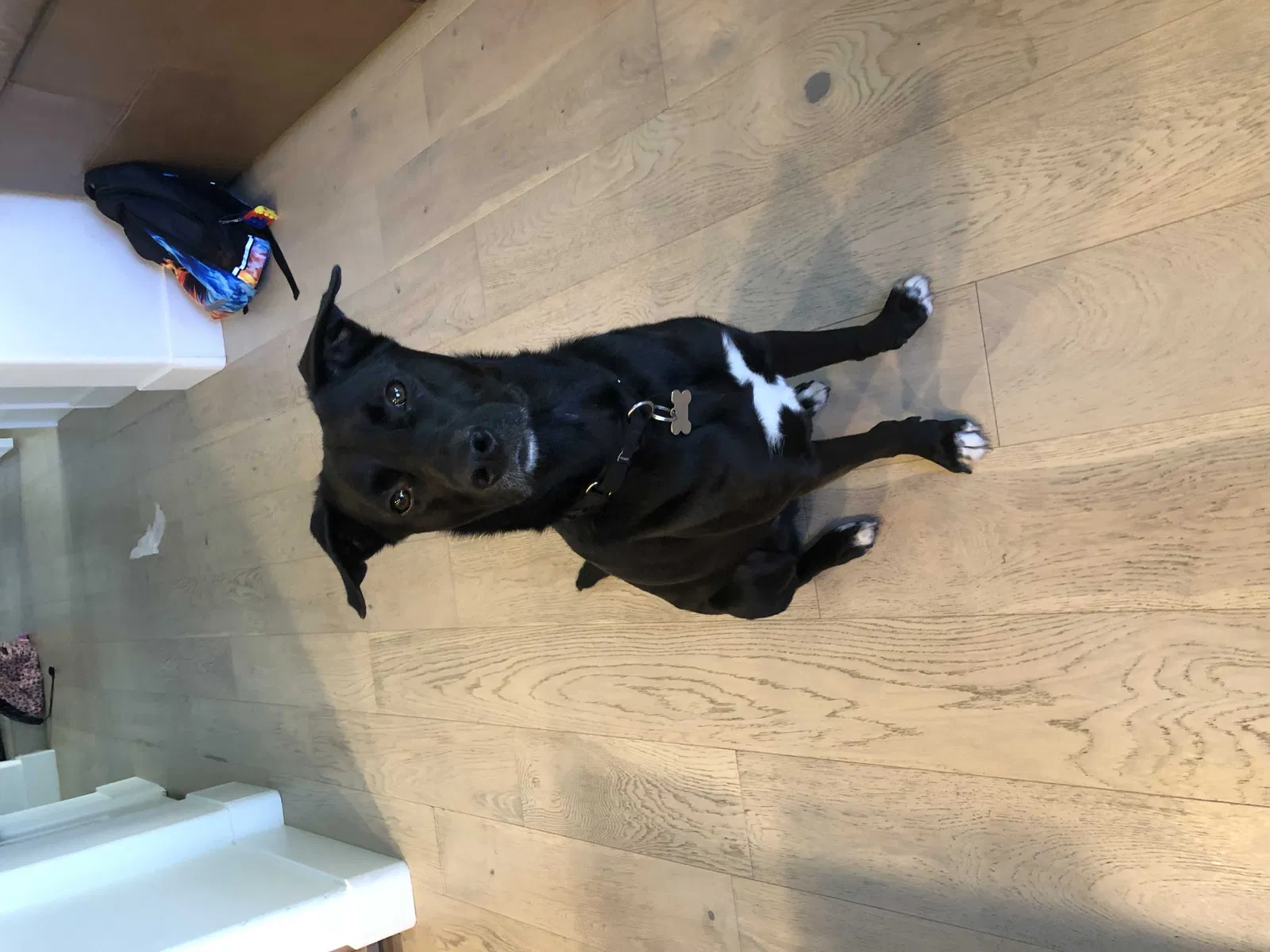 Lost dog in Unknown, CA, 0
