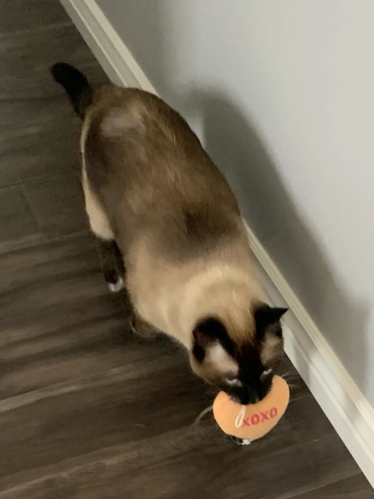 Lost cat in Clearfield, UT, 84015