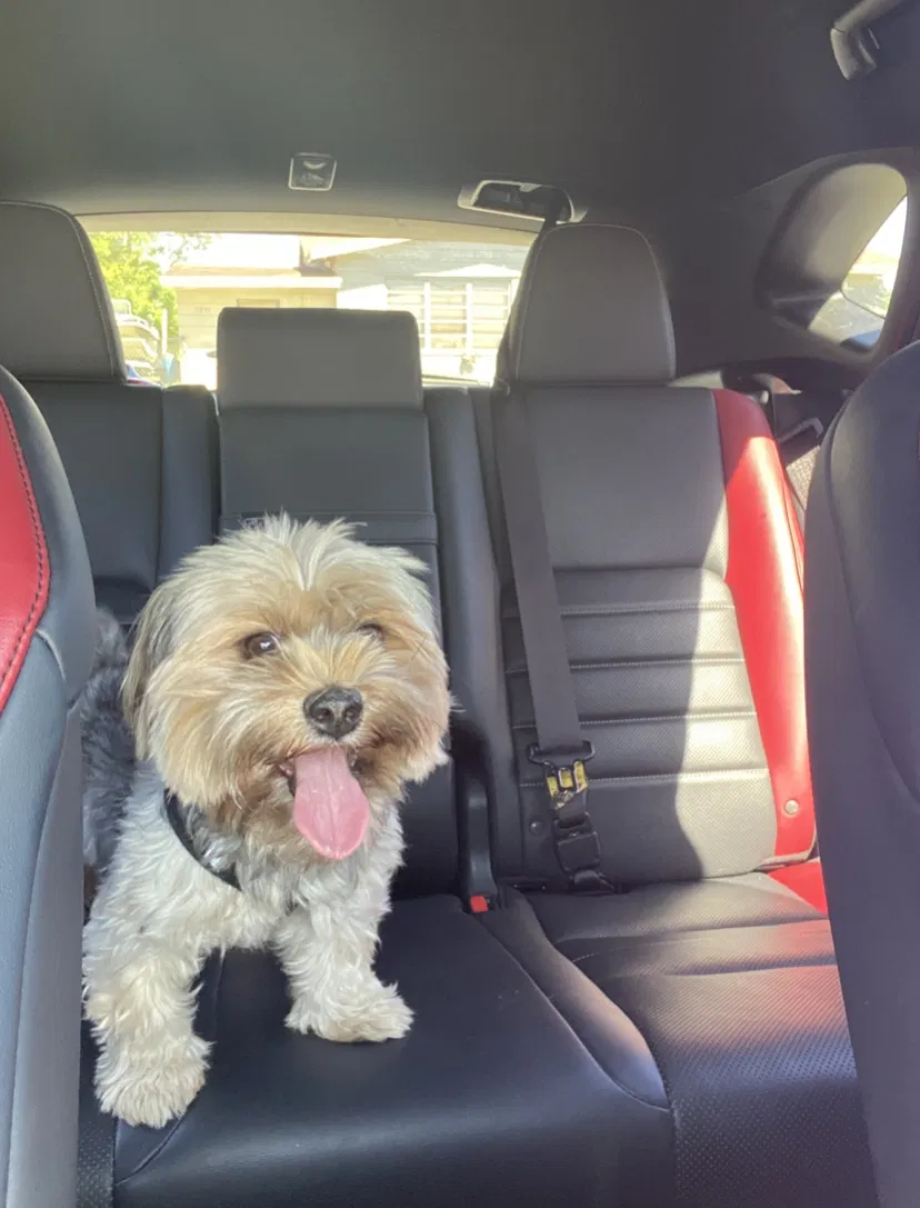 Lost dog in Miami, FL, 33177