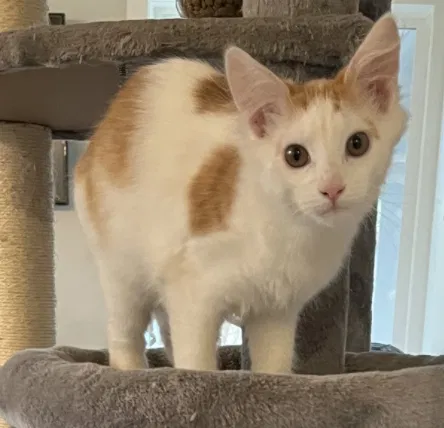 Lost cat in Gig Harbor, WA, 98335