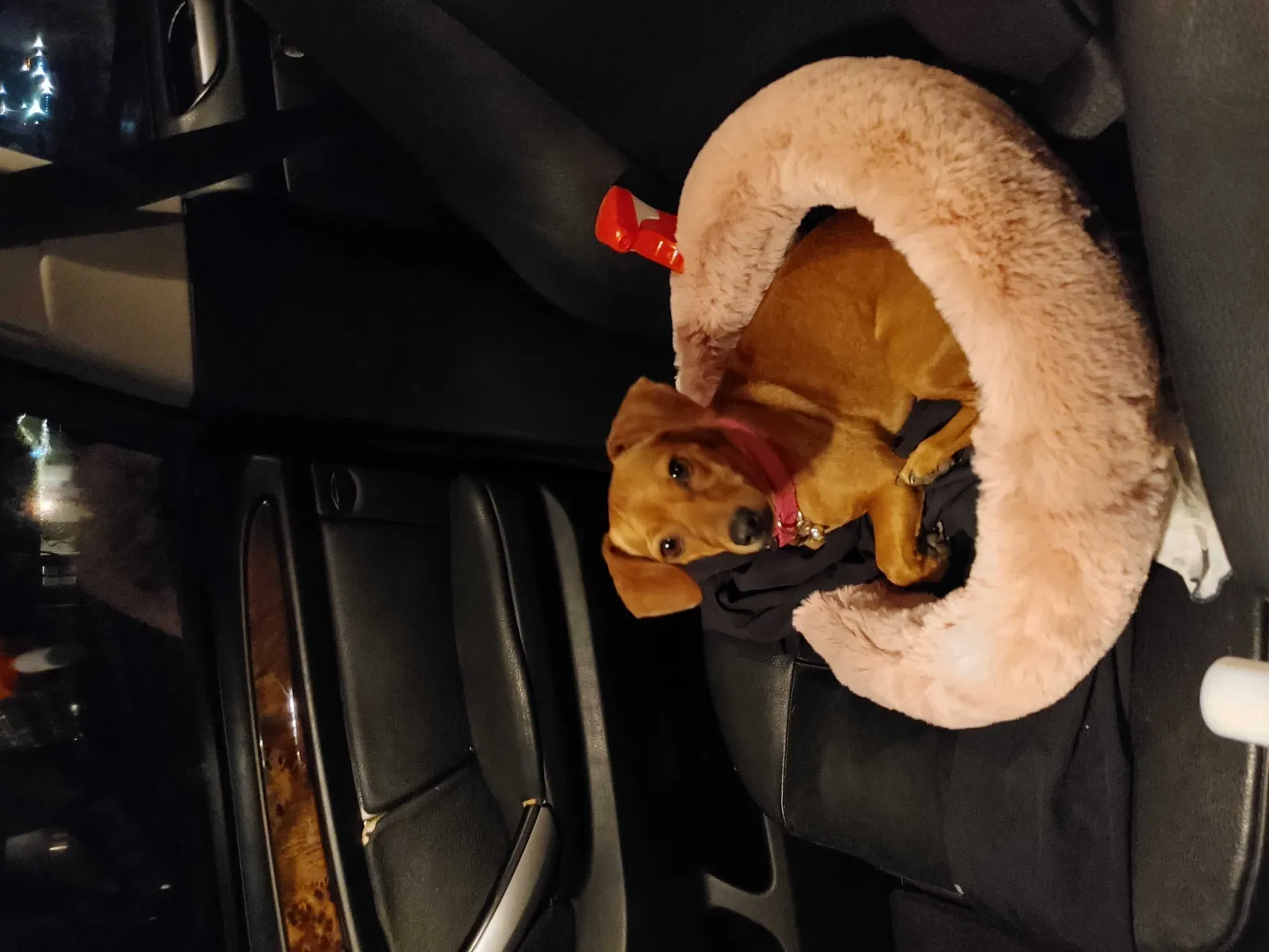 Lost dog in San Antonio, TX, 78210