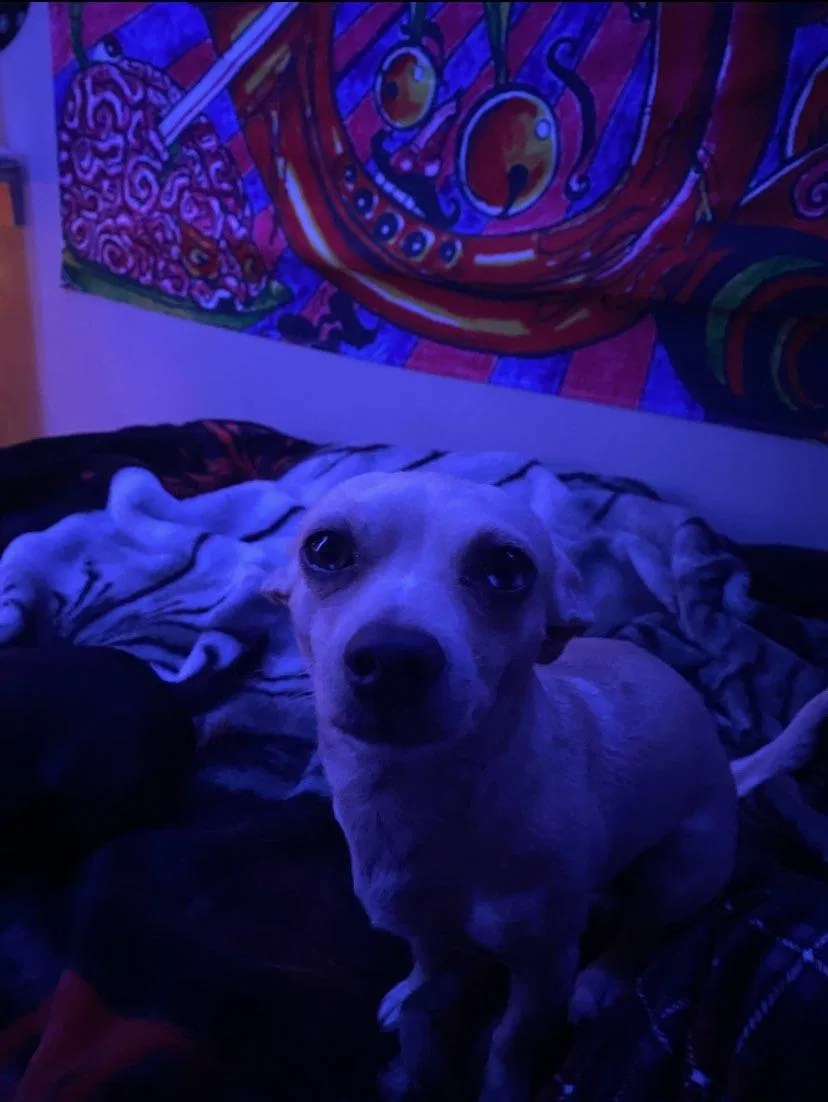 Lost dog in Lincoln, CA, 95648