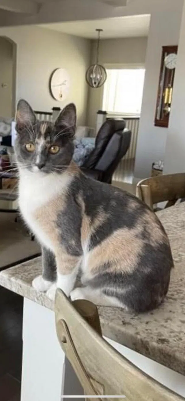 Lost cat in Appleton, WI, 54913