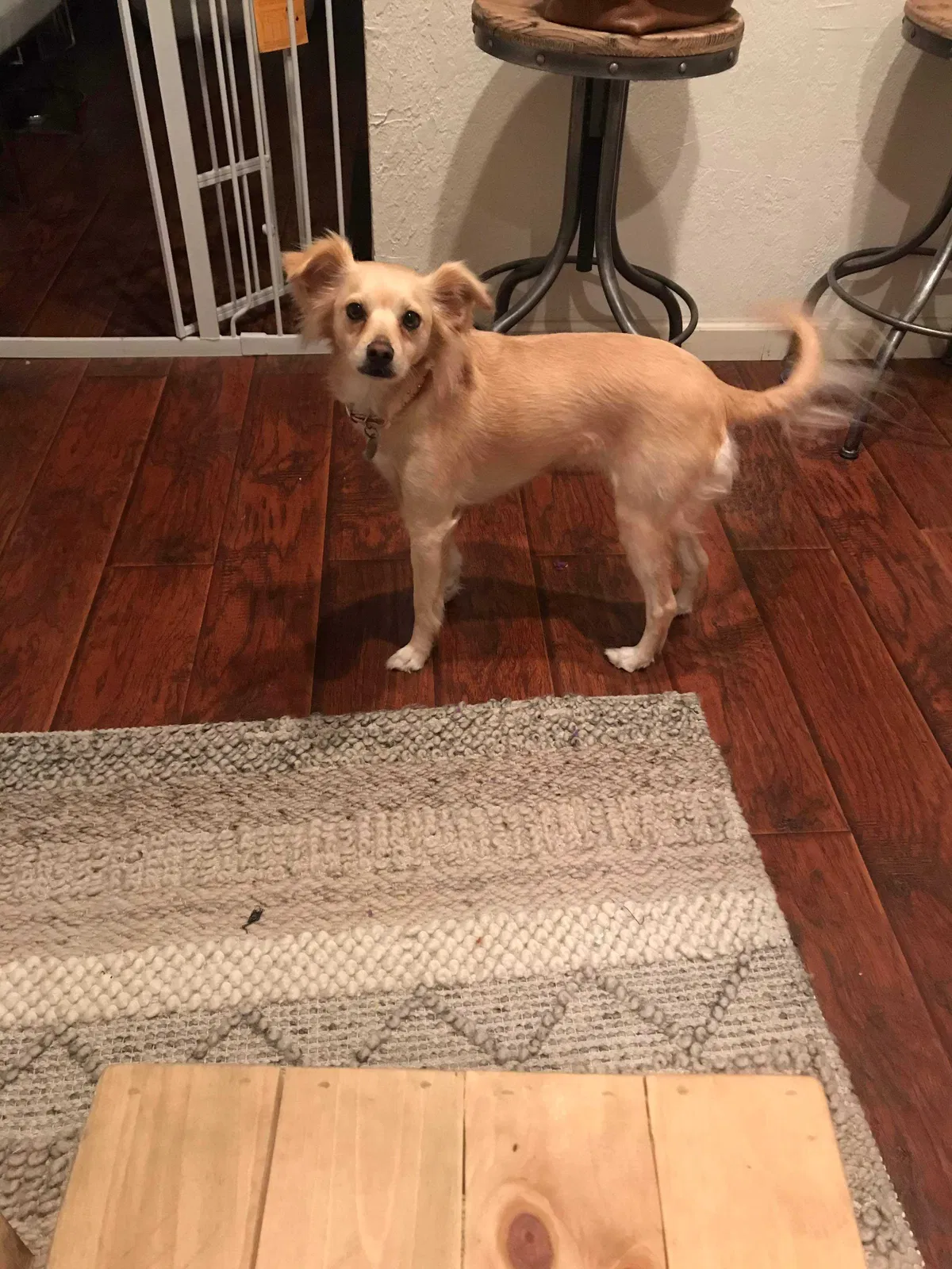 Lost dog in Pomona, CA, 91767