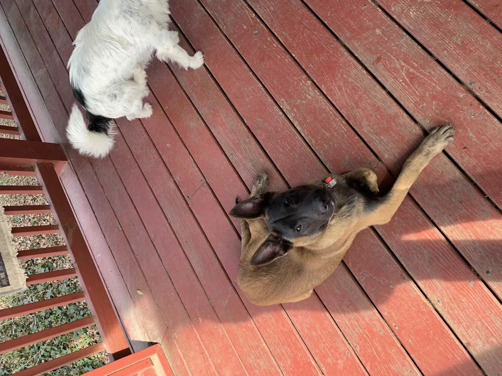 Lost dog in Greensboro, NC, 27407