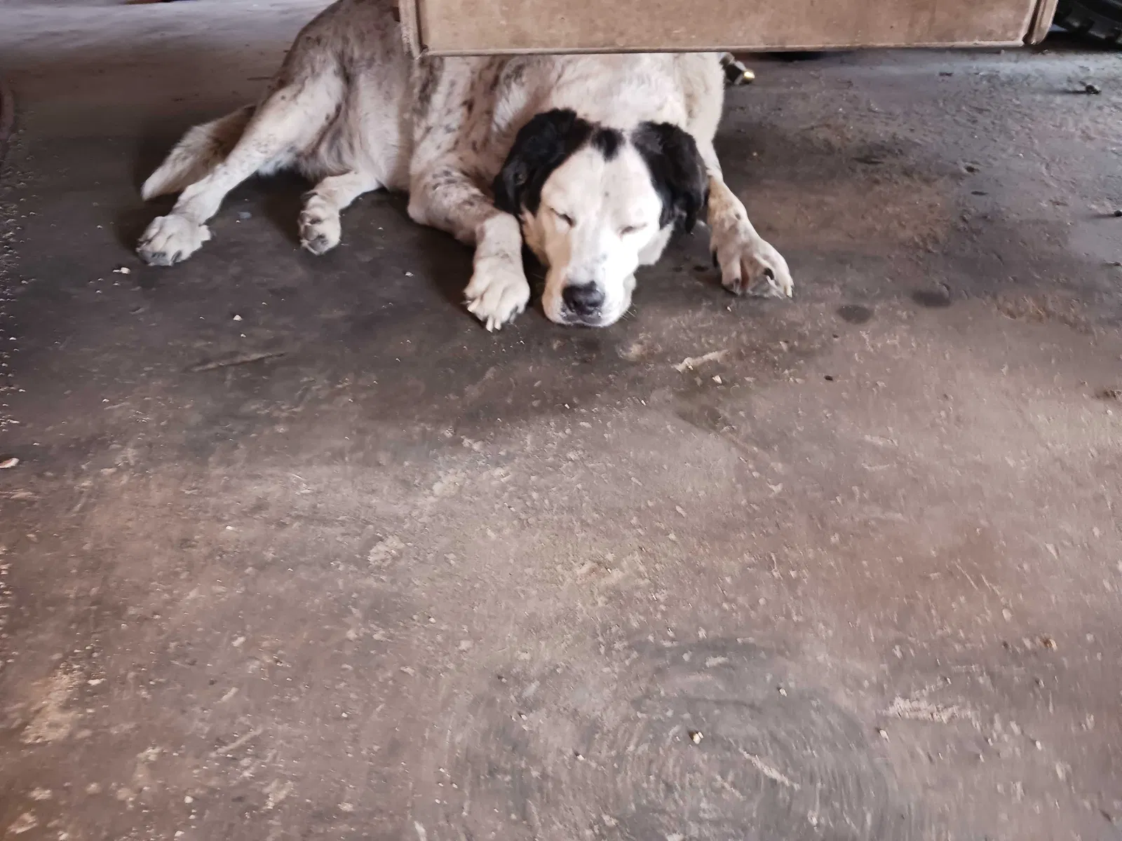 Lost dog in Corpus Christi, TX, 78418