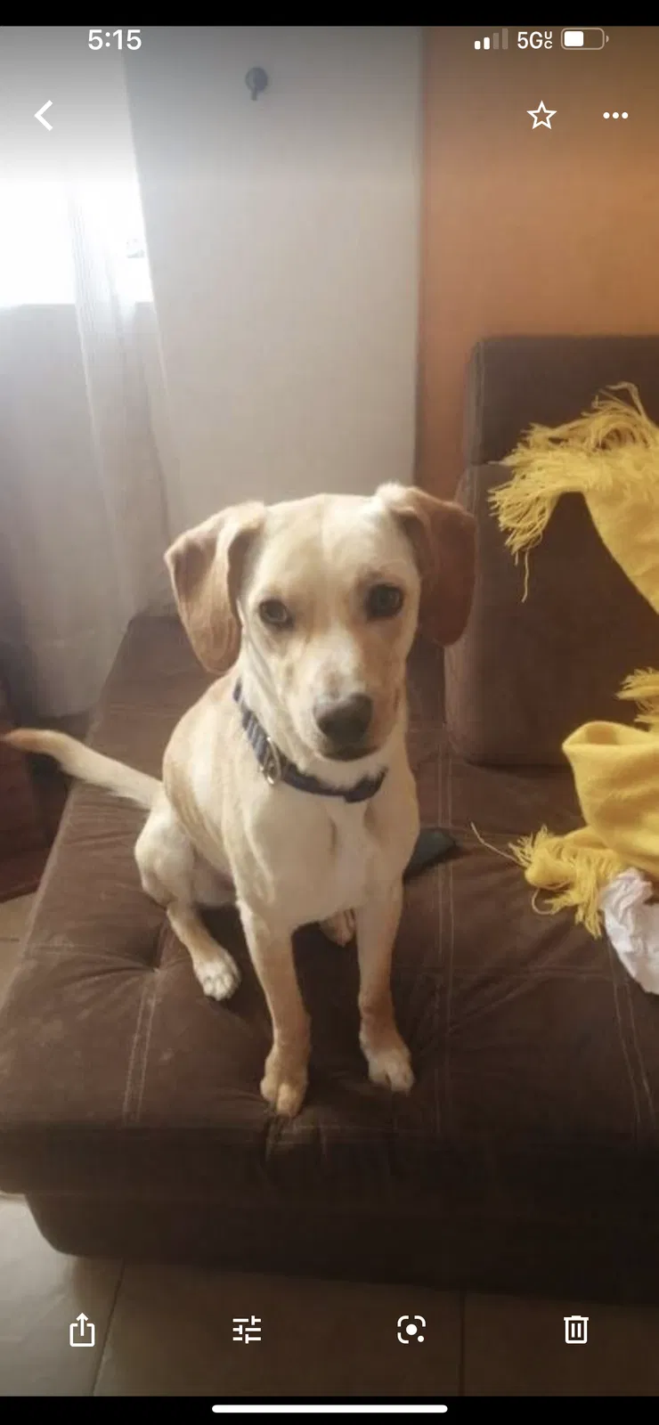 Lost dog in Minneapolis, MN, 55421