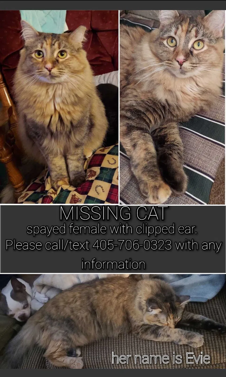 Lost cat in Oklahoma City, OK, 73114