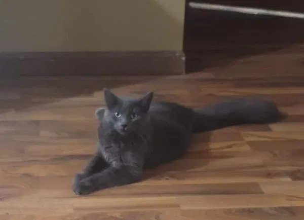 Lost cat in Sauk Rapids, MN, 56379