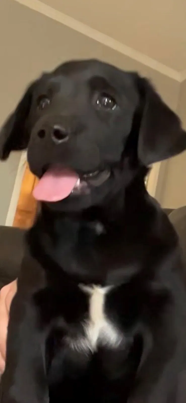 Lost dog in Claremore, OK, 74019