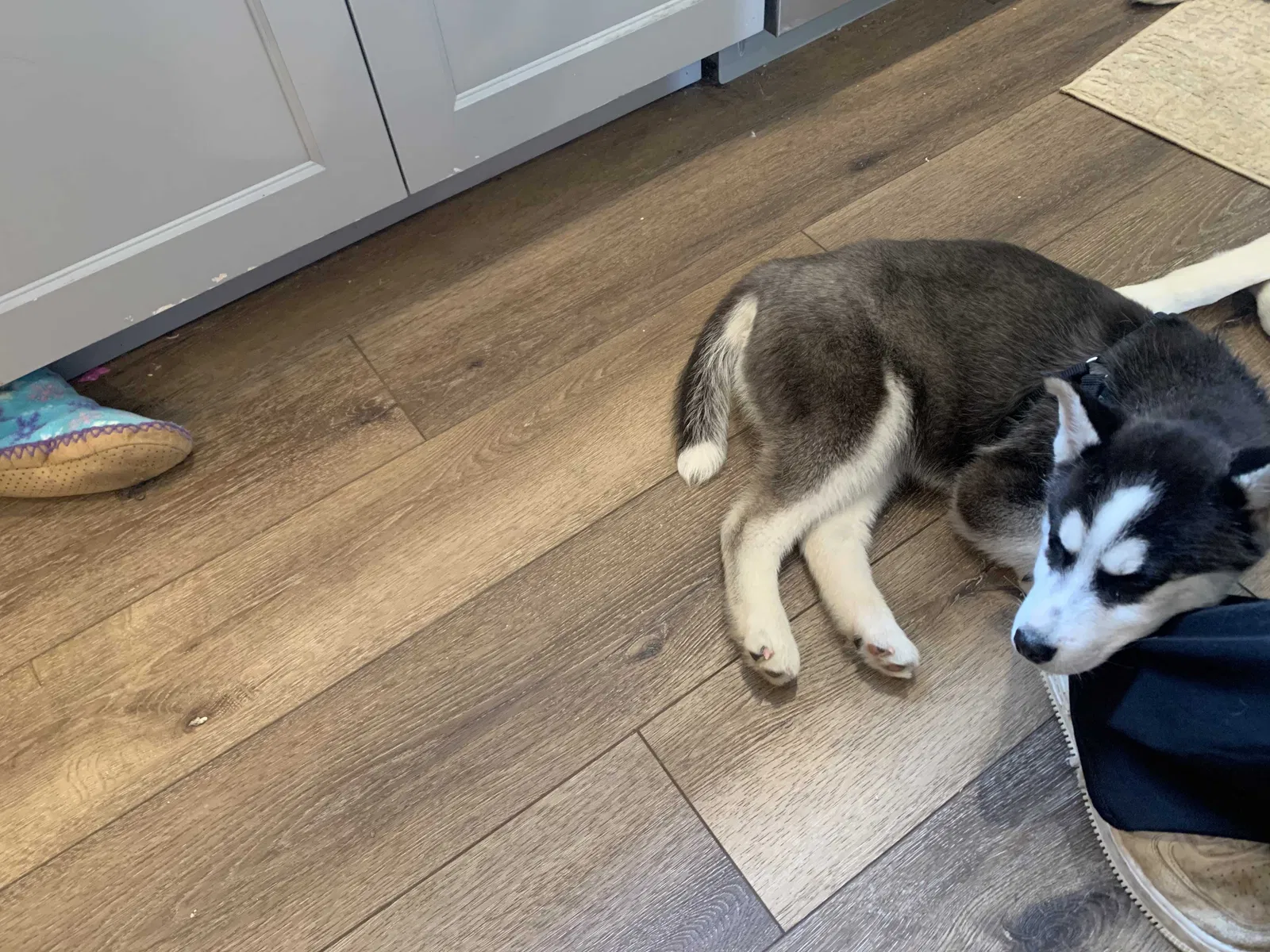 Lost dog in Cincinnati, OH, 45255