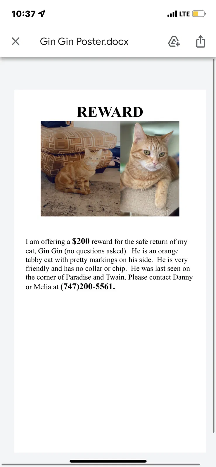 Lost cat in Las Vegas, NV, 89169