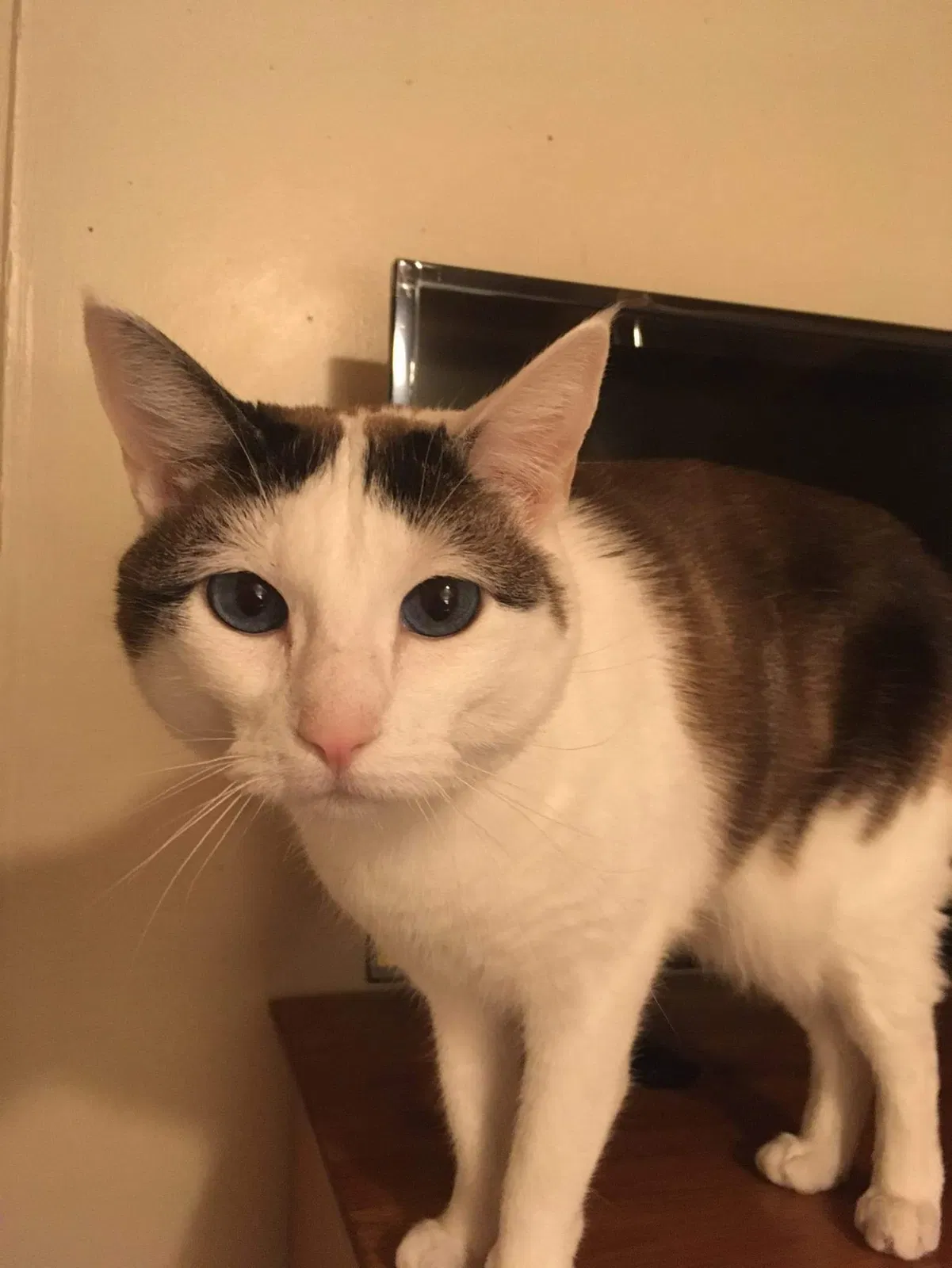 Lost cat in Hutchinson, KS, 67501