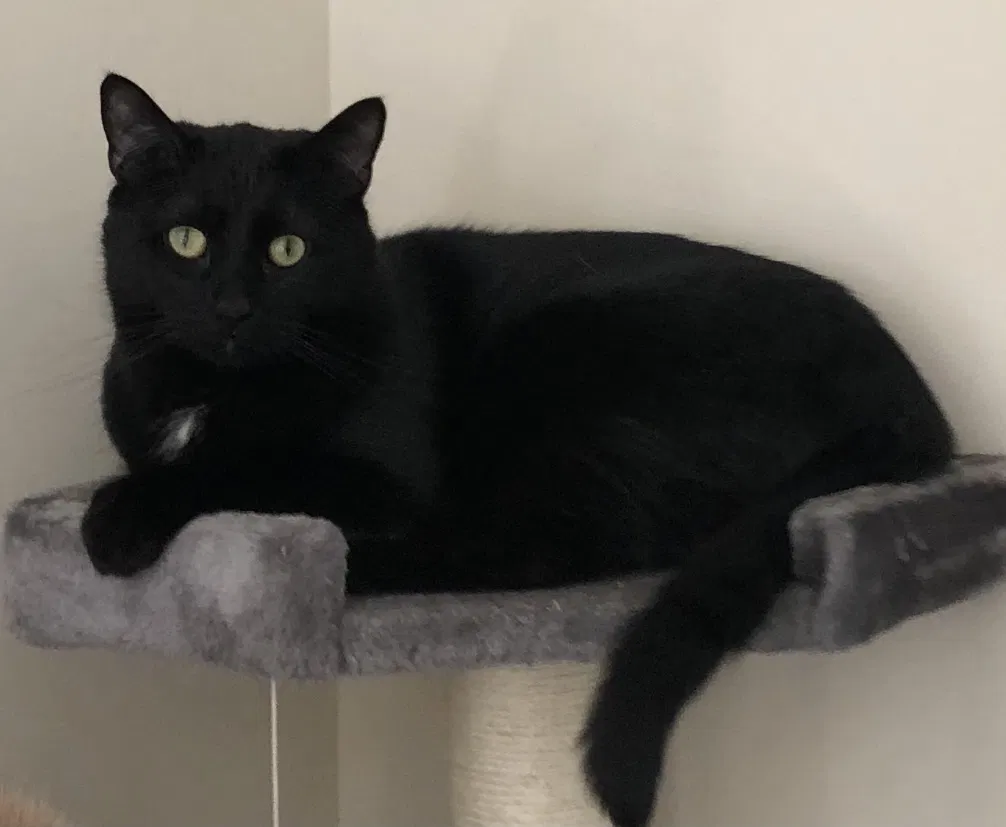 Lost cat in Cumming, GA, 30041