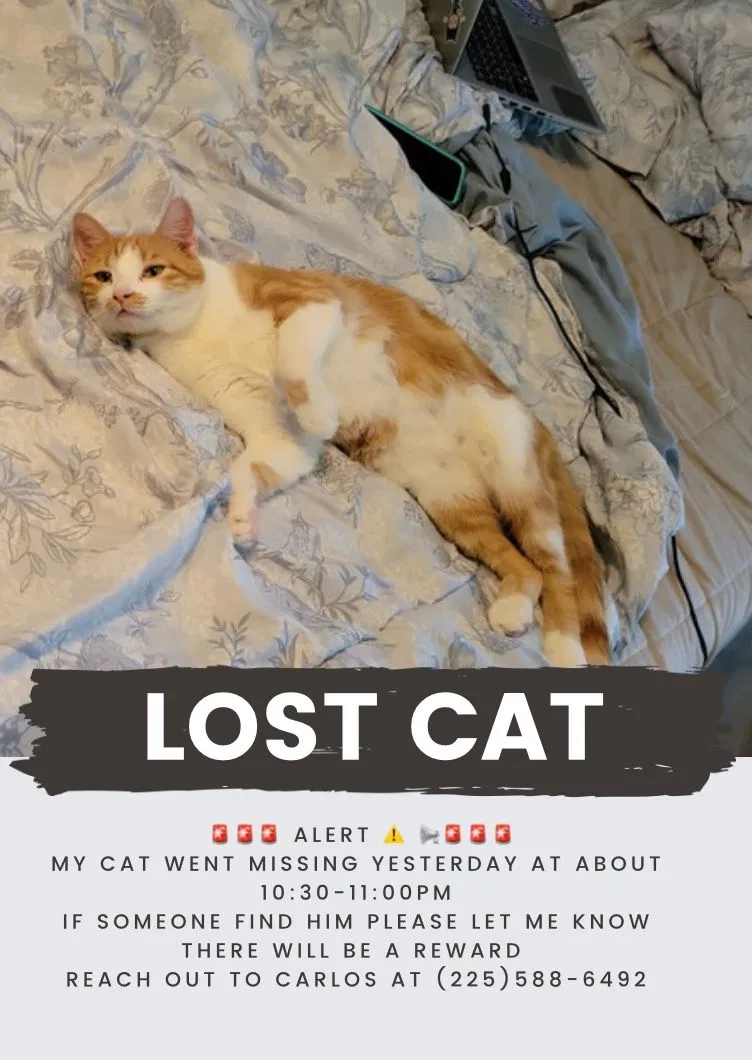 Lost cat in Fort Worth, TX, 76112