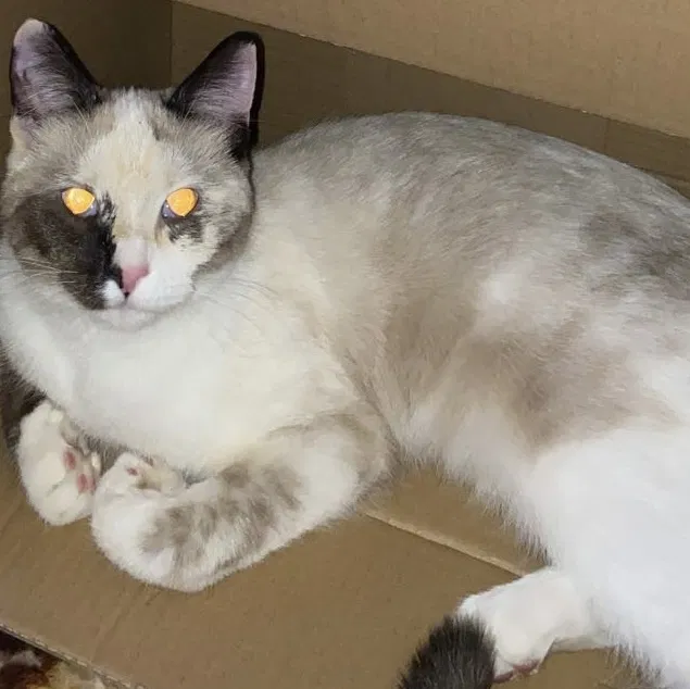 Lost cat in Saint Paul, MN, 55119