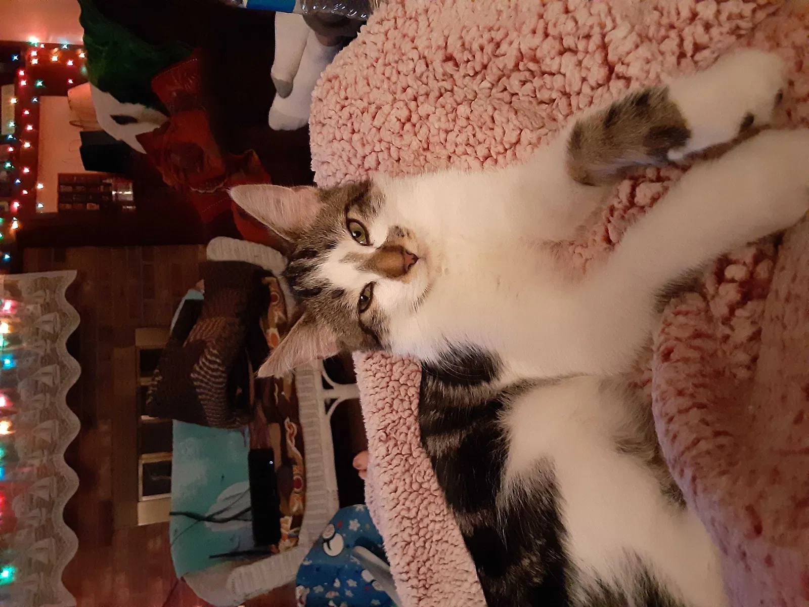 Lost cat in North Olmsted, OH, 44070