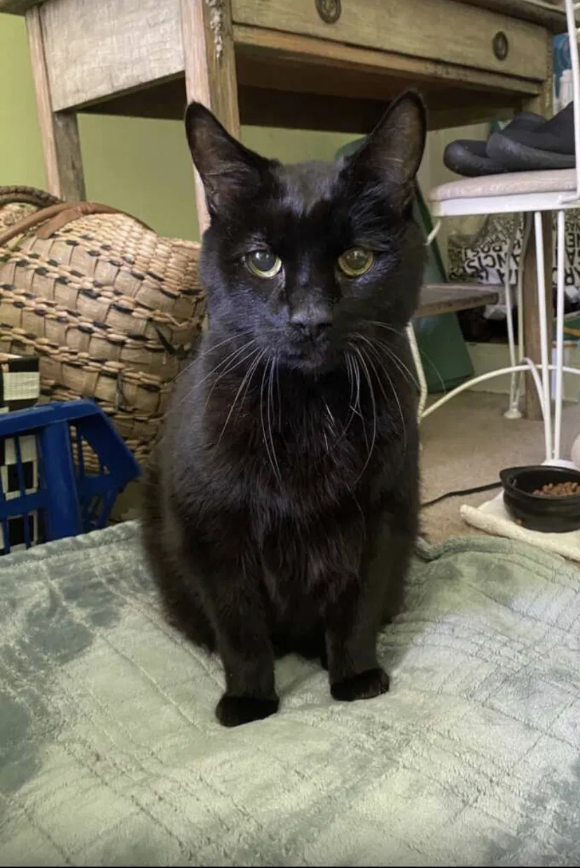 Lost cat in Pasadena, CA, 91106
