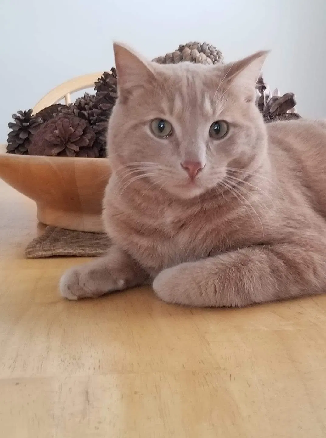 Lost cat in Milwaukee, WI, 53217