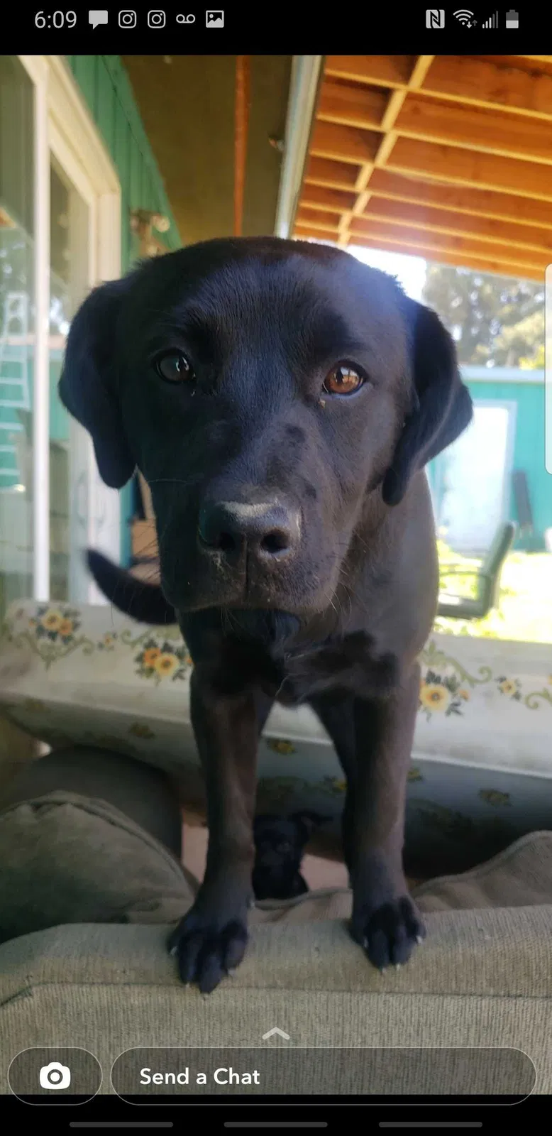 Lost dog in Laton, CA, 93242