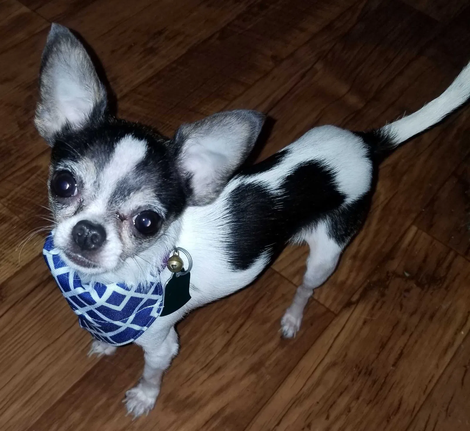 Lost dog in Anderson, SC, 29625
