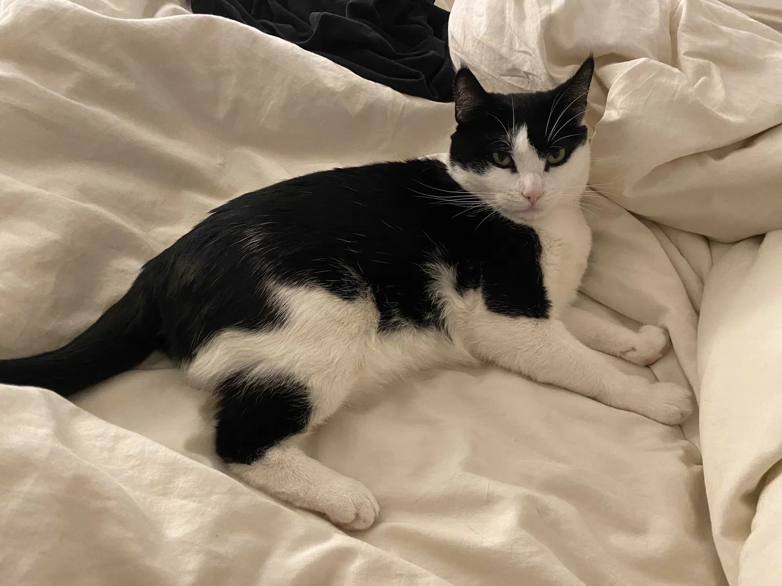 Lost cat in Newhall, CA, 91321