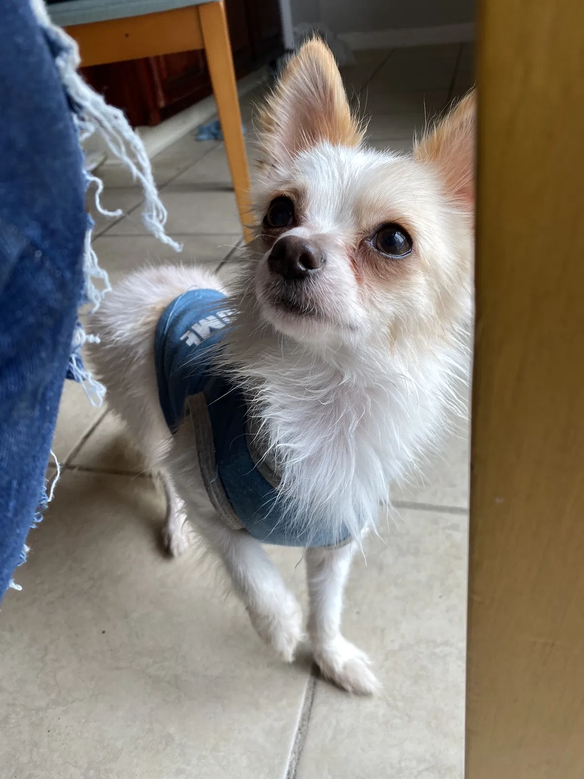 Lost dog in Columbus, OH, 43204