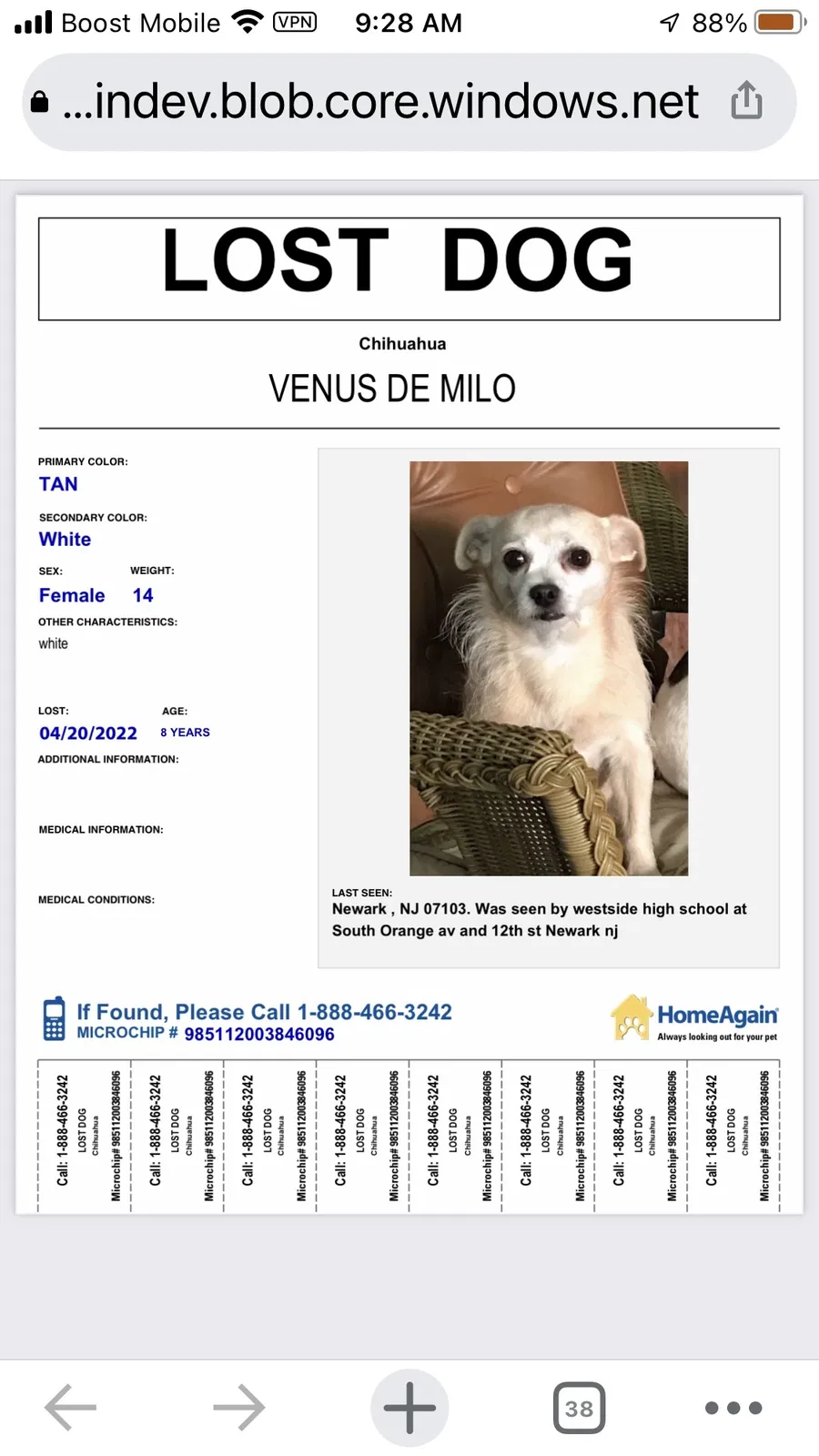 Lost dog in Newark, NJ, 7107