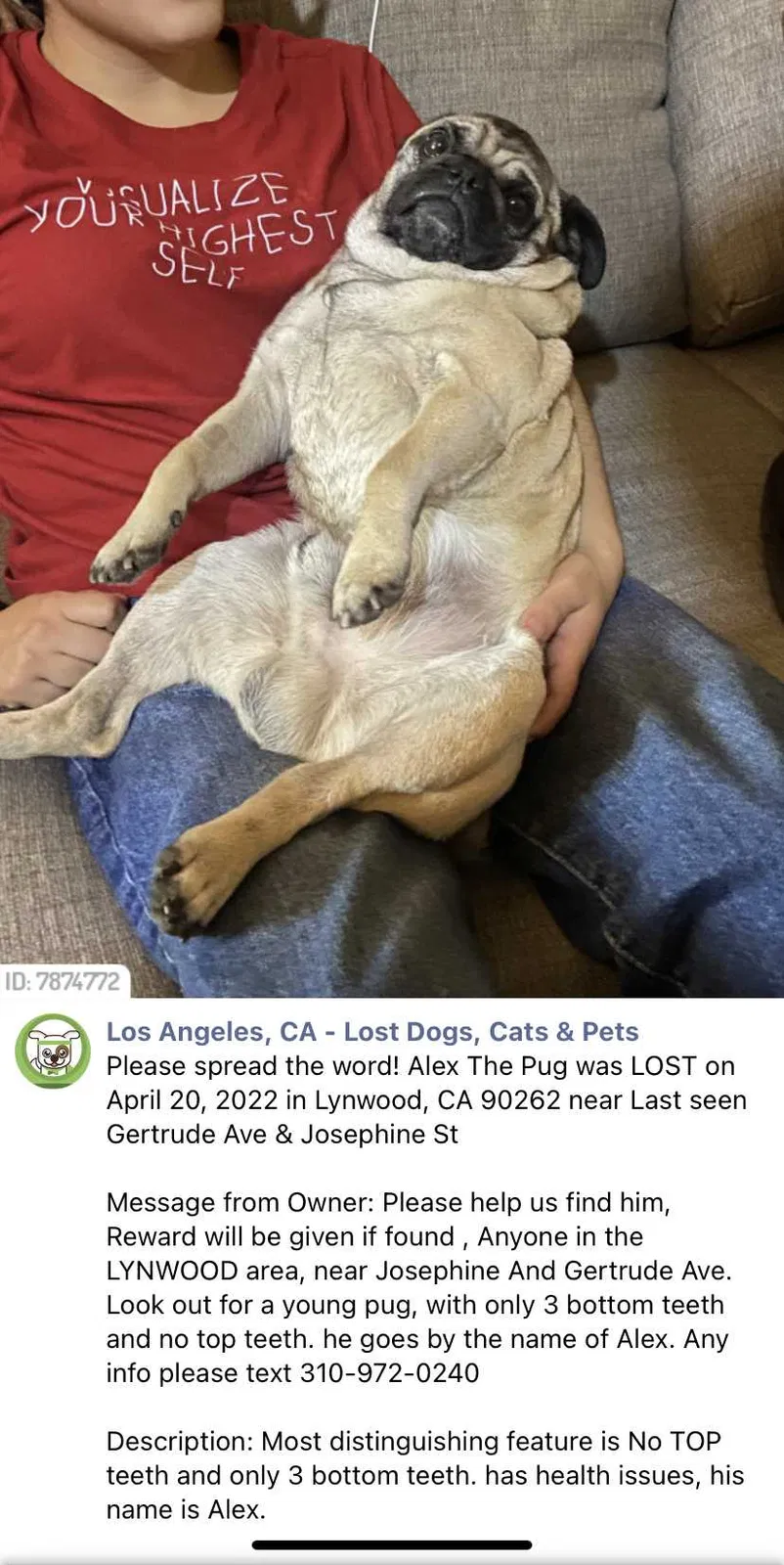 Lost dog in Lynwood, CA, 90262