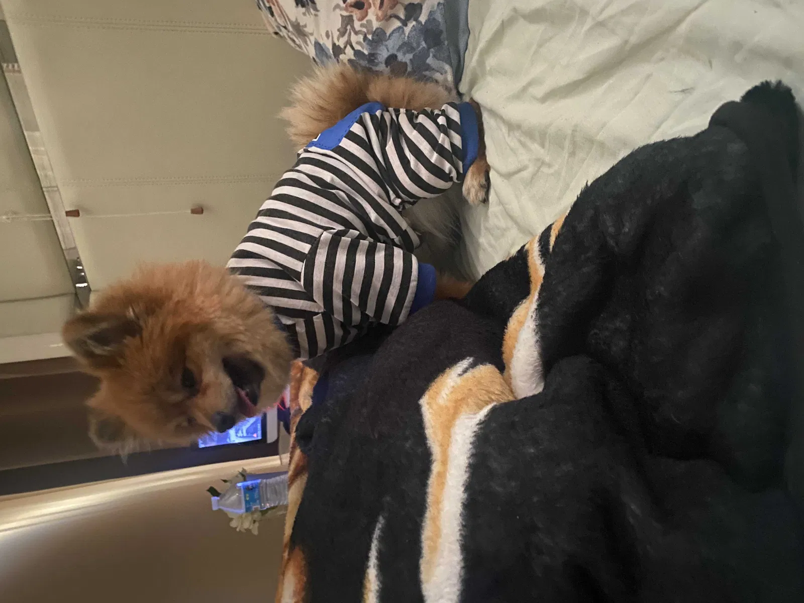 Lost dog in Albuquerque, NM, 87121