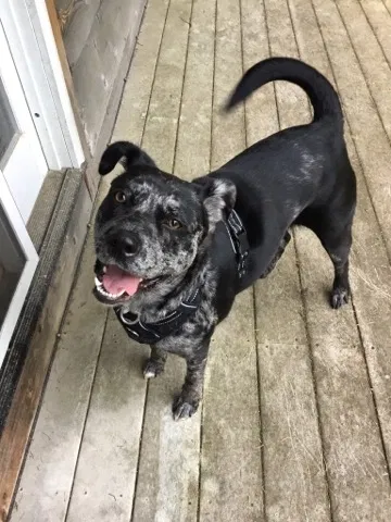 Lost dog in Longview, WA, 98632