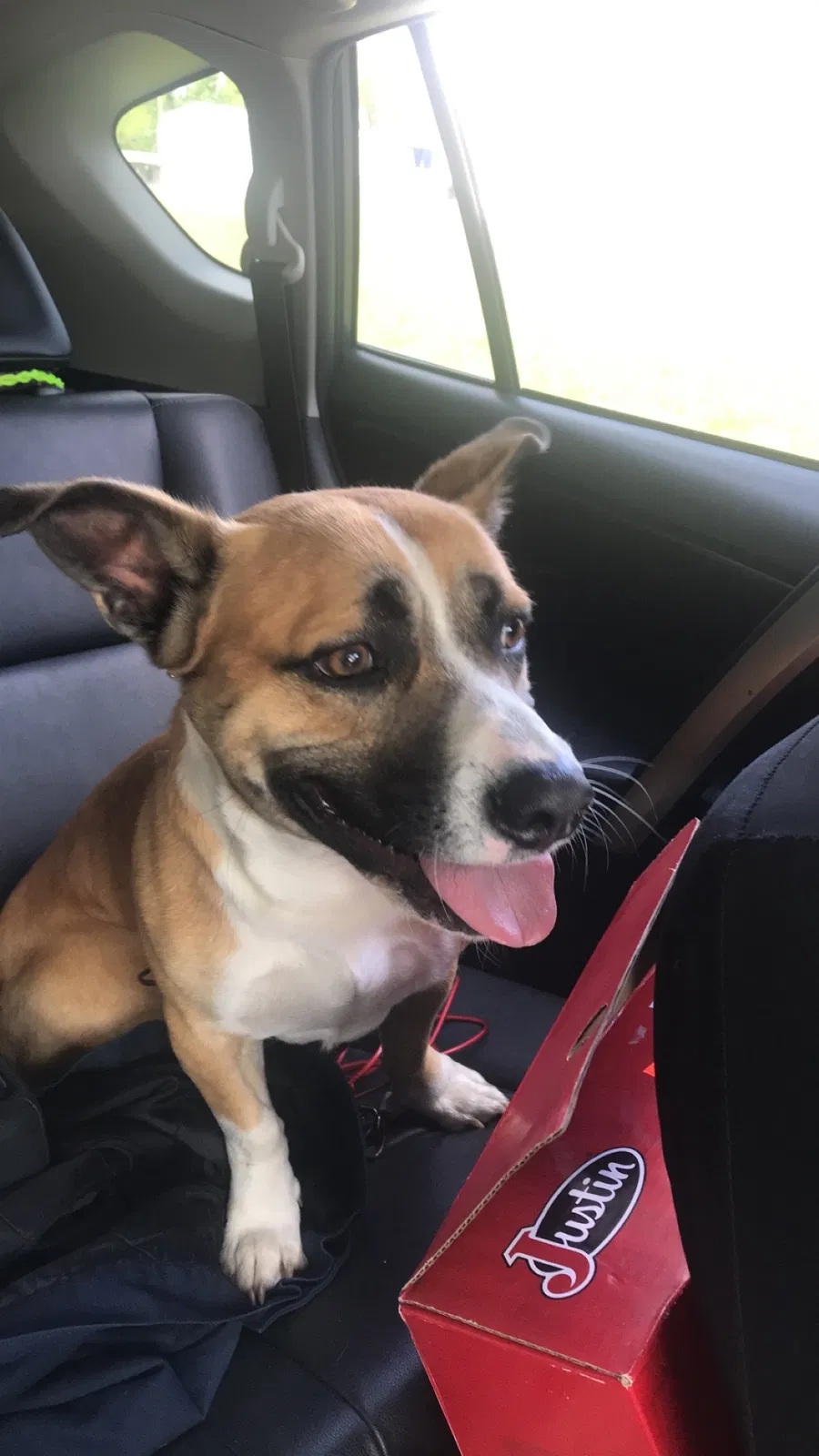 Found dog in Chatsworth, GA, 30705