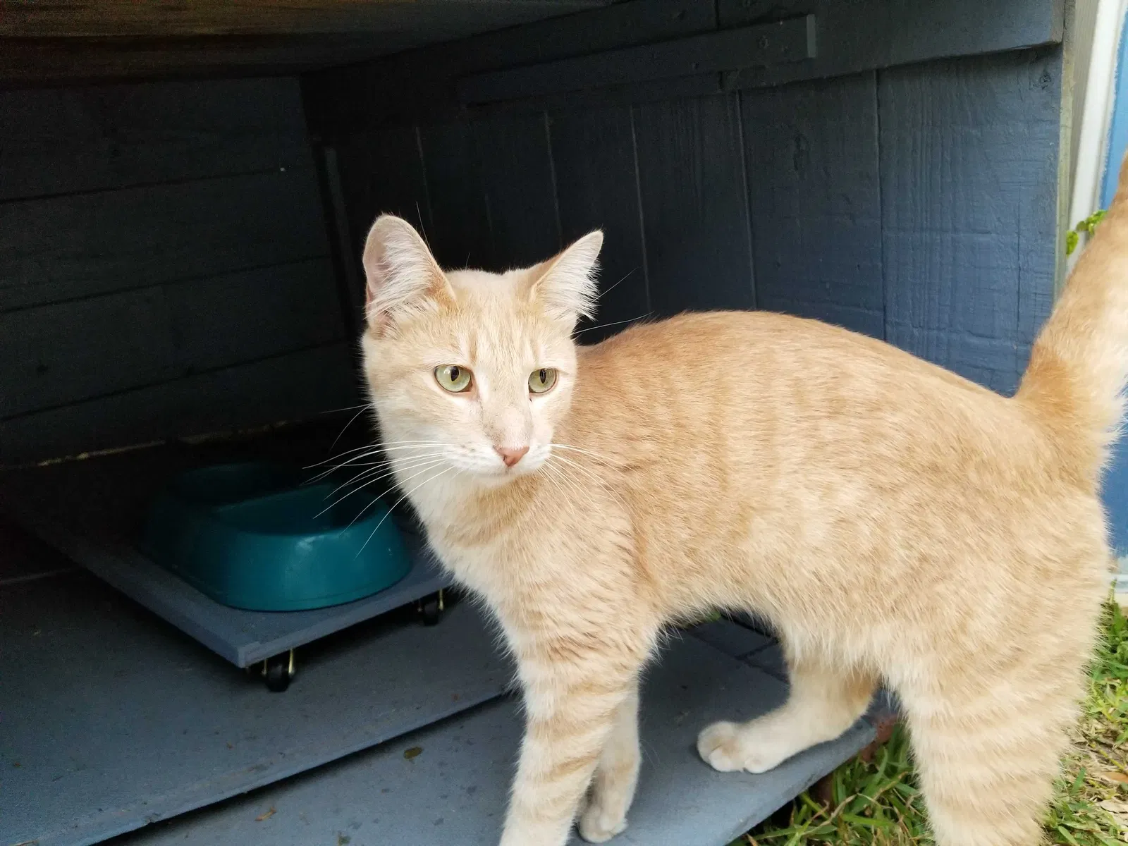 Lost cat in Corpus Christi, TX, 78414