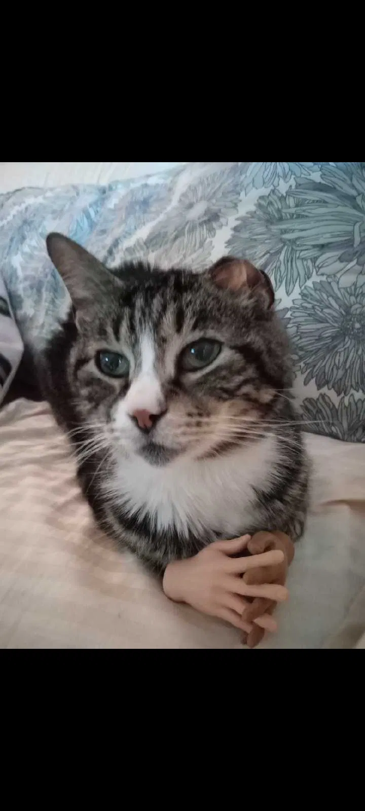 Lost cat in Dallas, TX, 75230
