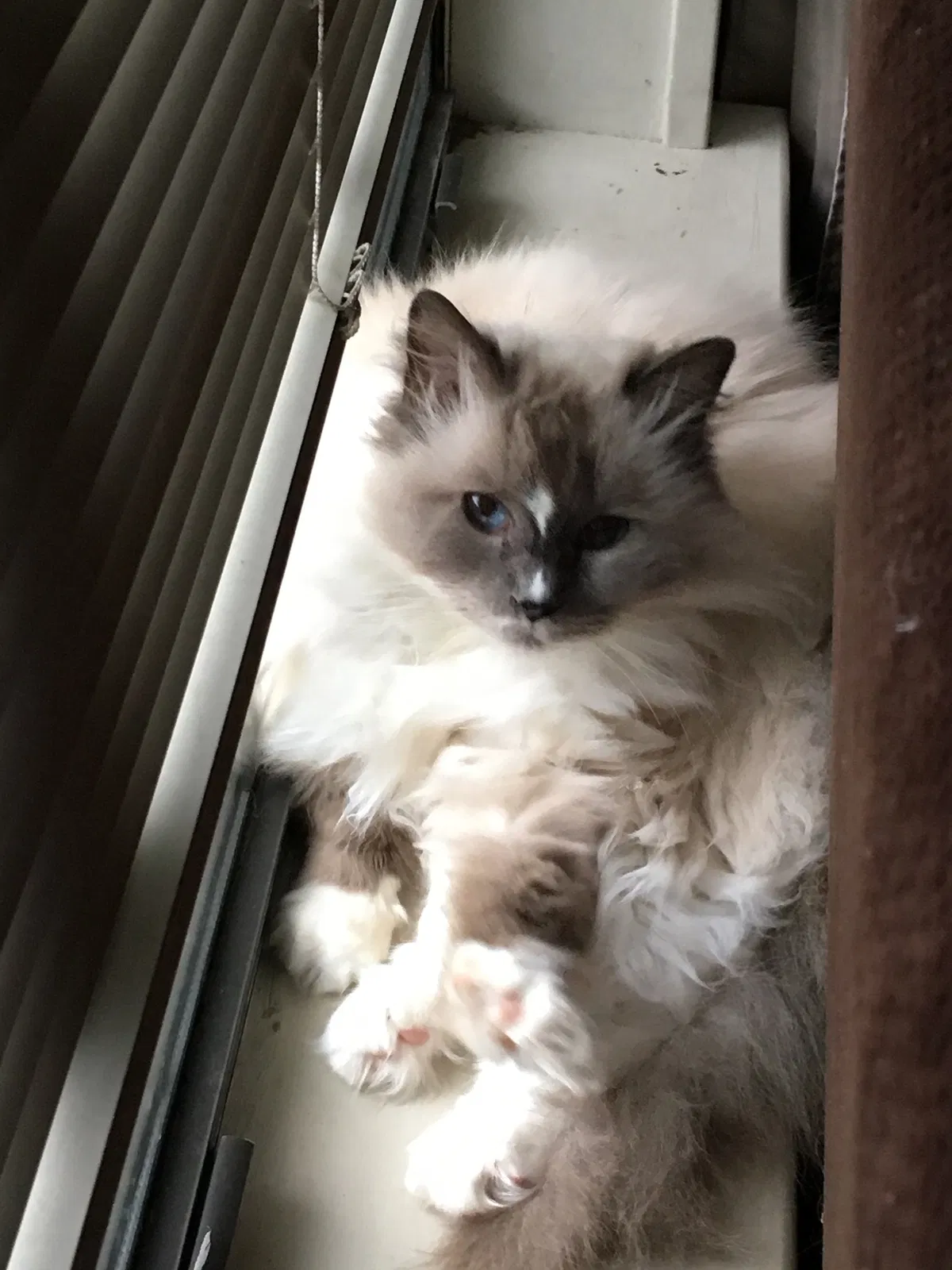 Lost cat in Garland, TX, 75040