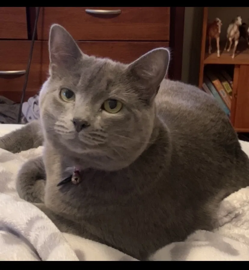 Lost cat in Fairfield, OH, 45014