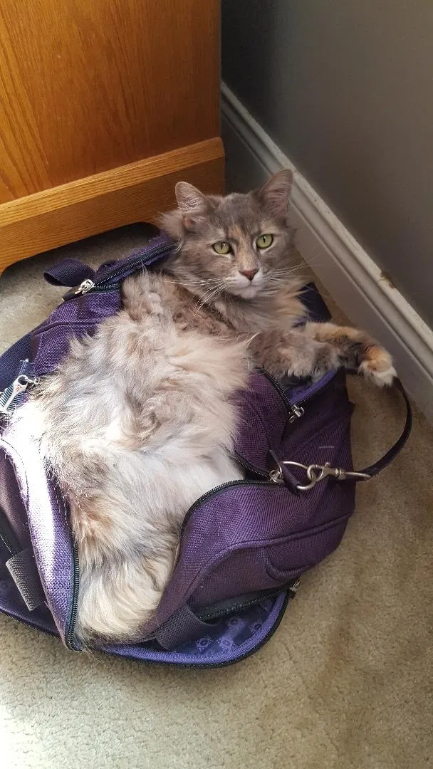 Lost cat in Lafayette, IN, 47905