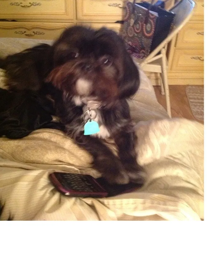 Lost dog in Monroe, LA, 71202
